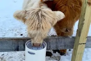 Highland cow using a Drinking Post waterer in winter snow