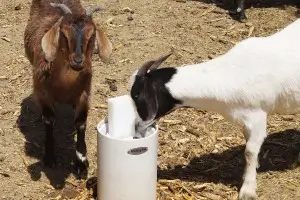 Goats using a Drinking Post automatic waterer