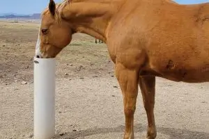 Drinking Post Waterer Installation in Garden City