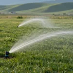 Sprinkler heads watering a green residential lawn, for diy vs professional french drain installation in Boise