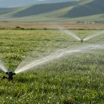Sprinkler heads watering a green residential lawn, for how much does drinking post waterer installation cost in Boise